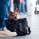 How to transport dogs on the train?
