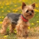 How to trim a terrier correctly?