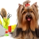 How to take proper care of dogs?