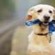 How to walk your dog properly?