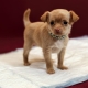 How to train your dog to go to the diaper?