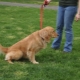 How to train your dog to go to the toilet on the street?
