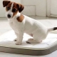 How to train a dog to a place?