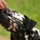 How to train your dog to muzzle?