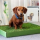 How to train a dog to the toilet?