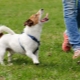 How to train your dog to be outdoors?