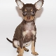 How to train a toy terrier to use the litter box?