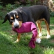 How to make DIY toys for dogs?