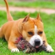 How to raise and train a Staffordshire Terrier?