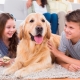 How to choose a dog?