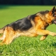What nickname to choose for German Shepherd boys?