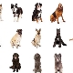 What kind of dog is better to have in an apartment and a private house?