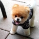 Dwarf dog breeds: advantages and disadvantages, types, choice and care