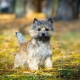 Cairn Terrier: breed characteristics, content and choice of nickname