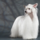 Chinese Crested Downy Dog: all about the breed