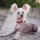 Chinese crested dog: description and subtleties of the content