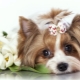 Nicknames for girls of small breeds