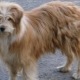 Dog tangles: causes and solutions to the problem