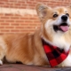 Corgi fluffy: features of the gene and the maintenance of puppies