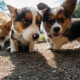 Corgi: description, character, species and colors, content