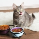 Food for cats and cats: types, rating of producers and selection rules