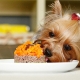 Food for Yorkshire terriers: types, selection and nutritional norms