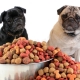 Food for pugs: types and features of choice