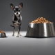 Food for toy terrier: what are they and how to choose the right one?