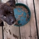 Holistic food for small breed dogs: types and selection criteria