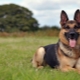 Beautiful nicknames for shepherd dogs