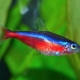 Red neon: description of fish, maintenance and breeding