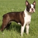 Docking ears and tail in dogs: purpose, pros and cons