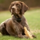 Kurzhaar: description of the appearance and character of dogs, their content