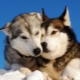 Is Laika a husky or not? Features of breeds and their differences