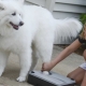 Paw washers for dogs: what are the varieties and how to use them?