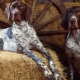 Pointing dogs: description of species and secrets of content