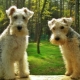 Lakeland Terrier: breed description and cultivation