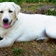 The best nicknames for a Labrador