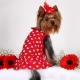 The best nicknames for girls dogs