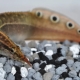 Macrognatus: description, types, maintenance and care