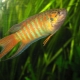 Macropod: description of fish, maintenance and care