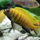Malawian cichlids: types, description, maintenance and care
