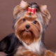 Small dog breeds for an apartment: an overview and secrets of keeping dogs