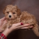 Maltipu: all about the dog breed