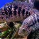 Managuan cichlazoma: description, content and compatibility