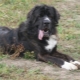 Medellian dog: history of the breed