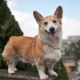 Mestizo corgi: description and content