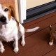 Puppy and adult dog metric: what is it and how to fill it in?