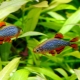 Micro-collection galaxy: keeping and breeding of aquarium fish