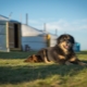 Mongolian Shepherd Dog: breed description, character and content